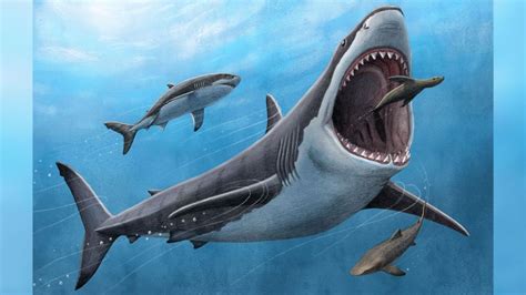 Scientists find clues in what led to megaladon’s demise